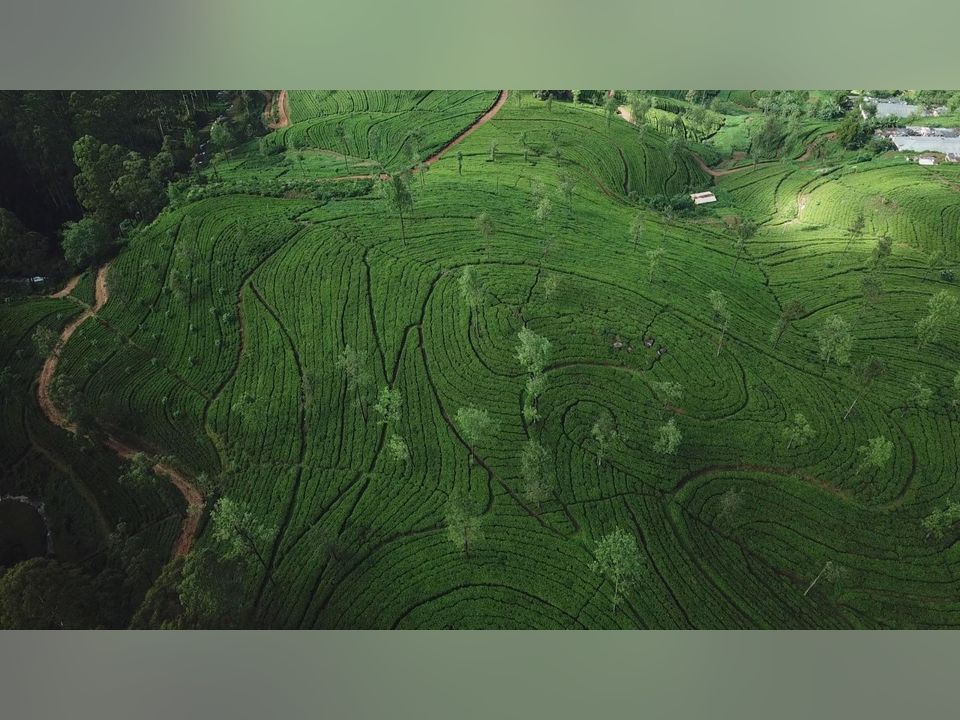 Halgolla Agroforestry Project: Transforming a Tea Plantation into a Regenerative, Climate-Resilient Landscape