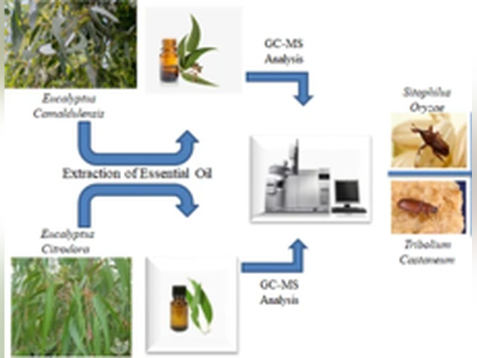 Preparation of natural products-based insect repellents